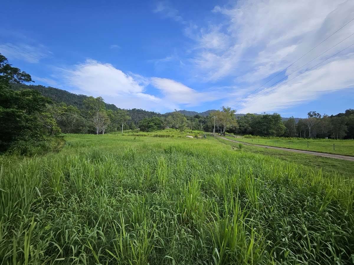 Overgrown rural block with long grass before tractor slashing